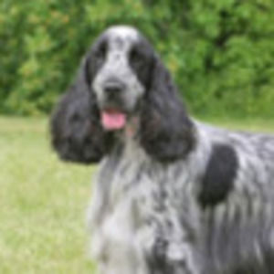 Meet your Posher, Mason